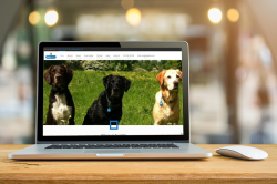 The Best Way to Maximize Your Online Presence: Create a Professional Website with Wordpress Website Builders UK Limited